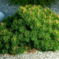 25 MUGO PINE Dwarf Evergreen Pinus Pumilio Shrub Seeds