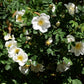 10 WHITE JAPANESE ROSE Rosa Rugosa Alba Bush Rugosa Rose Flower Seeds
