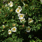 10 WHITE JAPANESE ROSE Rosa Rugosa Alba Bush Rugosa Rose Flower Seeds