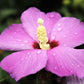 25 Dark Pink ROSE Of SHARON HIBISCUS Syriacus Flower Tree Bush Seeds