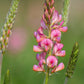 50 PINK SAINFOIN Common Onobrychis Viciifolia Holy Clover Legume Ground Cover Forage Flower Seeds