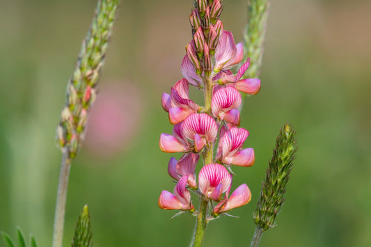 50 PINK SAINFOIN Common Onobrychis Viciifolia Holy Clover Legume Ground Cover Forage Flower Seeds