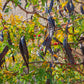 10 Thornless HONEYLOCUST Gleditsia Triacanthos Inermis Imperial Honey Locust Golden Yellow Tree Seeds
