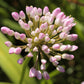 100 PRAIRIE ALLIUM Stellatum Prairie Onion Pink Flower Seeds