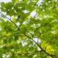 25 White AMERICAN ELM tree Ulmus Americana RED Flower Seeds