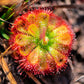 10 CARNIVOROUS SUNDEW PLANT Drosera Flower Seeds