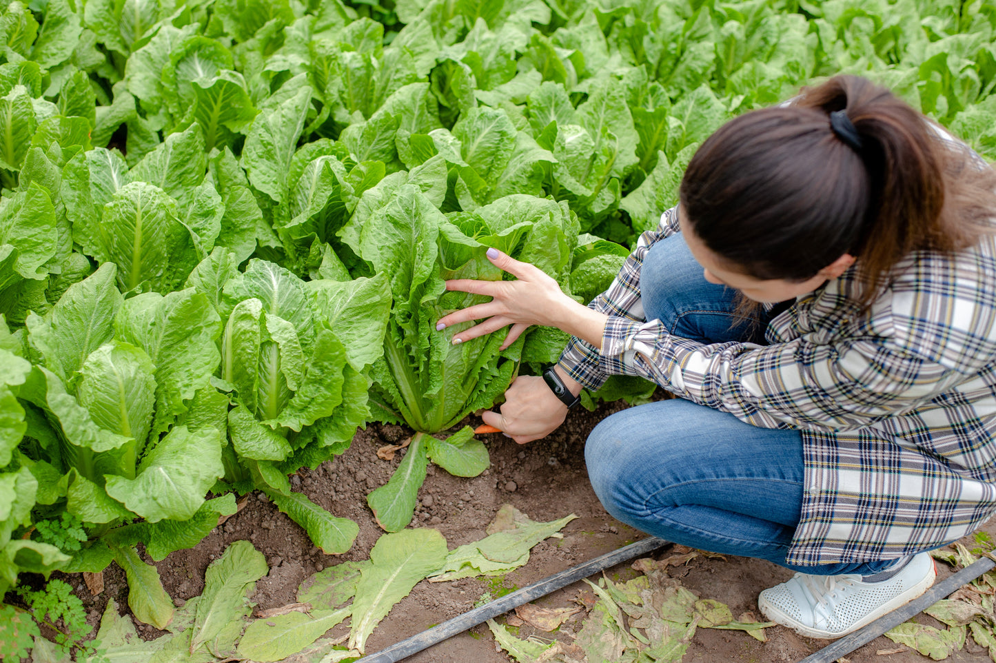 3000 PARRIS ISLAND Romaine LETTUCE Lactuca Sativa Vegetable Seeds