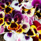 250 Mixed Colors SWISS GIANT PANSY Viola Wittrockiana Flower Seeds