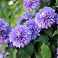 10 MIXED HYBRID CLEMATIS Hybrida Red Purple Pink Blue Bicolor Flower Vine Seeds