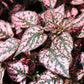 10 Dwarf PINK POLKA DOT PLANT Splash Select Hypoestes Phyllostachya Flower Houseplant Seeds