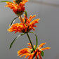 25 KLIP DAGGA (Lions Ear / Lions Tail / Wild Klip Dagga) Leonotis Nepetifolia Flower Seeds