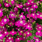 200 Red CRIMSON FOUNTAIN LOBELIA Erinus Trailing Flower Seeds