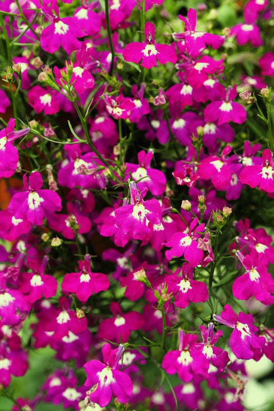 200 Red CRIMSON FOUNTAIN LOBELIA Erinus Trailing Flower Seeds