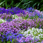 200 MIXED COLORS LOBELIA Regatta Lobelia Erinus Flower Seeds