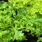 3000 GREEN CURLED ENDIVE (Frisée / Salad Endive / Moss Curled Endive / Escarole) Cichorium Endivia Vegetable Seeds