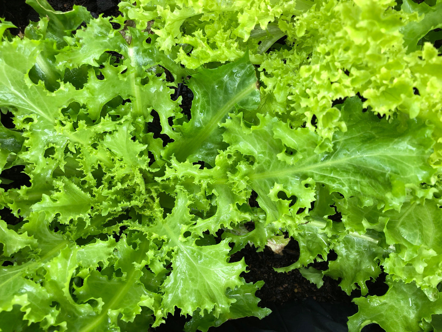 3000 GREEN CURLED ENDIVE (Frisée / Salad Endive / Moss Curled Endive / Escarole) Cichorium Endivia Vegetable Seeds