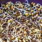 100 BLACK LENTIL Bush Lens Culinaris Vegetable Legume Sprouts Seeds