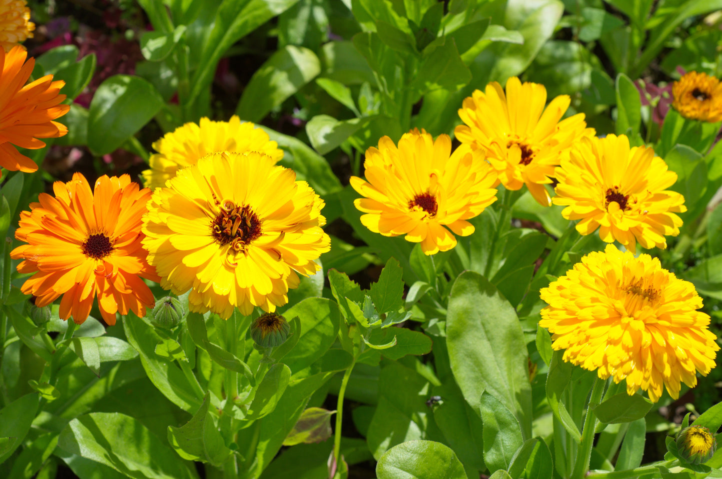 500 PACIFIC Beauty YELLOW MARIGOLD Calendula Officinalis Flower Seeds