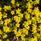 500 Organic GOLDEN FLAX Yellow Linseed Common Linum Flavum Flower Seeds
