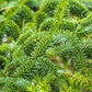 20 FRASER FIR Tree Abies Fraseri Christmas Tree Southern Balsam Fir Native Evergreen Seeds