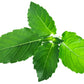 250 Green Tulsi HOLY BASIL Ocimum Sanctum Tenuiflorum Herb Flower Seeds