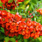 30 FLOWERING QUINCE Fruit Seeds - Pink Red White Orange Flowering Shrub - aka Japanese, Chinese, & Common Quince - Chaenomeles Speciosa