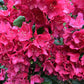 50 MIXED HYBRIDS RHODODENDRON spp. Mixed Colors - Red, Pink, Purple, White, Yellow, Orange Flower Sun or Shade Bush Shrub Seeds