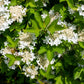 20 AMERICAN HIGHBUSH CRANBERRY Viburnum Trilobum Red Fruit White Flower Shrub Seeds