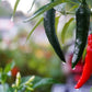 200 Hot SERRANO TAMPIQUENO PEPPER Mexican Chile Capsicum Annuum Vegetable Seeds