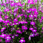 200 ROSAMOND LOBELIA Erinus Carmine Red & White Flower Seeds
