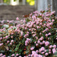 20 PUNCHING BALLS Pink Buttons Persicaria Capitata Polygonum Flower Seeds