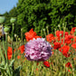 250 Organic PEONY POPPY MIX Papaver Paeoniflorum Mixed Colors Red, White, Pink, Black, Purple, Salmon, Bronze, Lilac, & Bicolor Flower Seeds