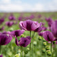 1000 HUNGARIAN BREADSEED POPPY Papaver Somniferum Purple Blue Flower Seeds