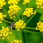 150 GOLDEN ALEXANDER (Golden Zizia / Meadow Zizia) Zizia Aurea Flower Seeds