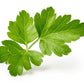 1000 GIANT ITALIAN Flat Leaf PARSLEY Petroselinum Crispum Neapolitanum Herb Vegetable Flower Seeds