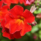 100 Twinkle RED MONKEY FLOWER Mimulus Seeds