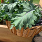 500 RED RUSSIAN KALE Brassica Oleracea Vegetable Seeds