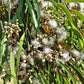 50 LEMON SCENTED EUCALYPTUS Citriodora Tree aka Lemon Bush & Spotted Gum - Colorful Bark White Flower Tree Seeds