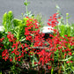 100 HEUCHERA FIREFLY Coral Bells Heuchera Sanguinea Red Flower Shade Seeds