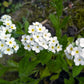 100 Victoria WHITE FORGET Me NOT Myosotis Alpestris Shade or Sun Flower Seeds
