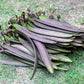 20 INDIAN TRUMPET Flower TREE (Midnight Horror / Broken Bones Plant / Tree of Damocles) Oroxylum Indicum Seeds