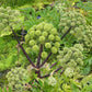 30 ANGELICA Archangelica Officinalis Edible Archangel / Holy Ghost Herb Seeds