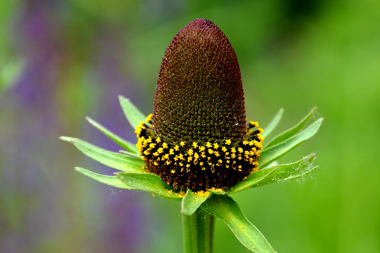 30 WESTERN CONEFLOWER Rudbeckia Occidentalis Green Wizard aka Rayless Naked Chocolate Black Flower Herb Seeds