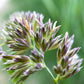 3000 QUICKDRAW ORCHARDGRASS Cat Grass Petgrass Cocksfoot Cool-Season Sun or Shade Dactylis GlomerataPerennial Bunchgrass Quick Draw Grass Seeds