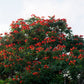 15 Red AFRICAN TULIP TREE (Fire Tree / Flame of the Forest / Fountain Tree) Spathodea Campanulata Seeds