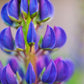 100 PERENNIAL LUPINE Blue Violet Lupinus Perennis Wild Lupine Sundial Purple Native Hummingbird Flower Seeds