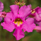 10 Cheron PINK HARDY GLOXINIA Incarvillea Delavayi Flower Seeds