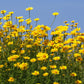 250 GOLDEN MARGUERITE DAISY Dyer's Yellow Chamomile Anthemis Tinctoria Kelwayi Cota Tinctoria  Paris Daisy Herb Flower Seeds