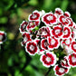 50 HOLBORN GLORY DIANTHUS Barbatus Red & White Sweet William Flower Seeds