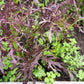 200 RED Streaked MIZUNA MUSTARD Japanese Greens Brassica Juncea Vegetable Seeds